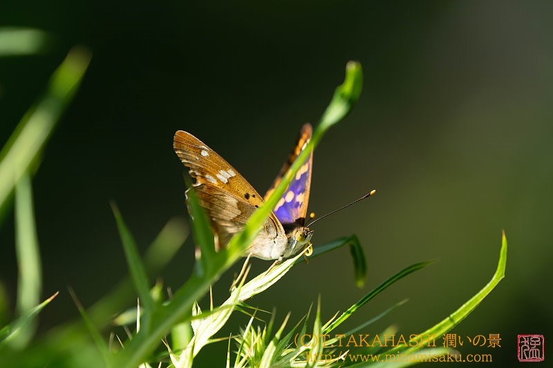 ../Images/7R250726 (86).jpg